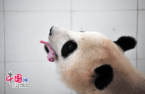 Wolong da la bienvenida a la primera cría de panda de 2010 8