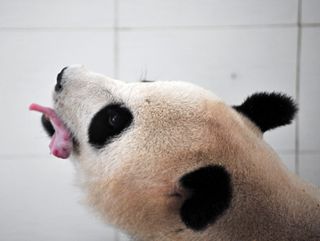 Wolong da la bienvenida a la primera cría de panda de 2010