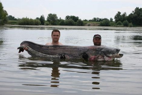 Dos pescadores de Croacia capturaron un siluro de 90 kg, de 2,5m de longitud. 