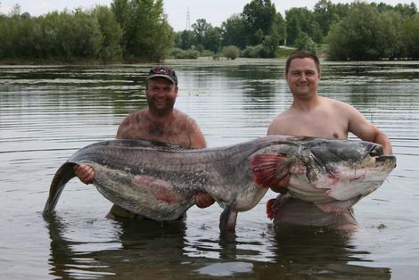 Dos pescadores de Croacia capturaron un siluro de 90 kg, de 2,5m de longitud. 
