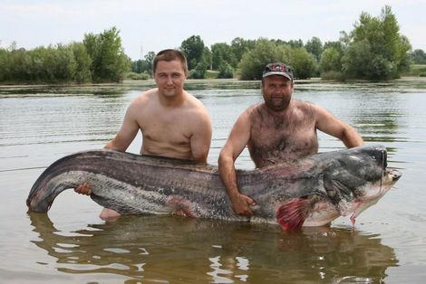 Dos pescadores de Croacia capturaron un siluro de 90 kg, de 2,5m de longitud.