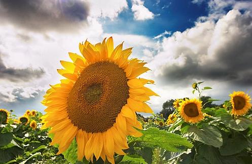 Girasoles: una sola razón para amar al sol 2