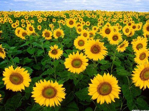 Girasoles: una sola razón para amar al sol 3