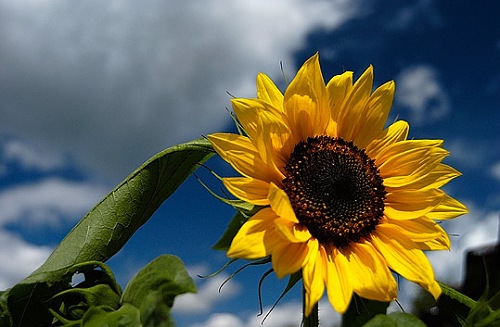 Girasoles: una sola razón para amar al sol 4