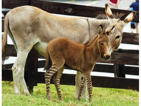 Niño de una cebra y un asno, ¡qué raro!