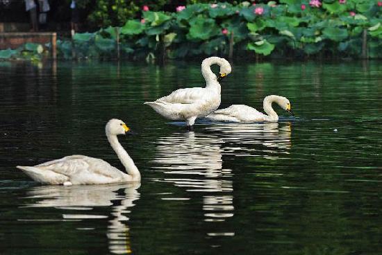 20 cisnes emigran zoológico Hangzhou Lago Oeste 5