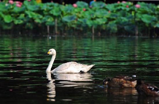 20 cisnes emigran zoológico Hangzhou Lago Oeste 4