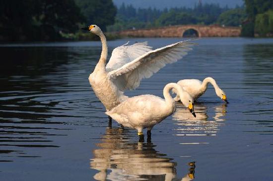 20 cisnes emigran zoológico Hangzhou Lago Oeste 2