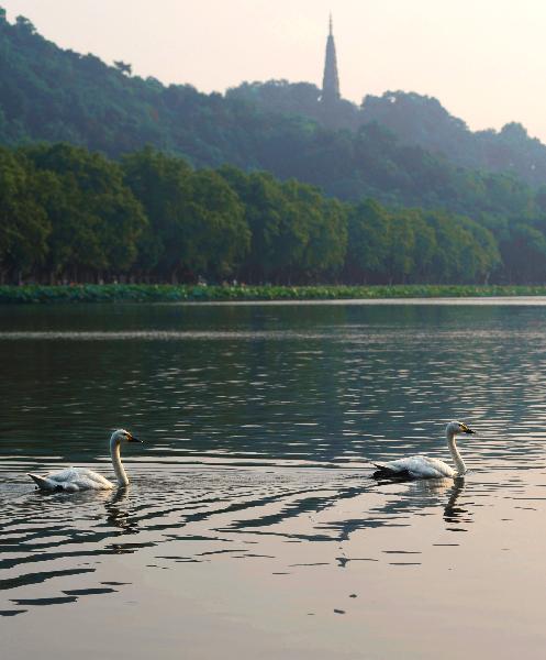 20 cisnes emigran zoológico Hangzhou Lago Oeste 1