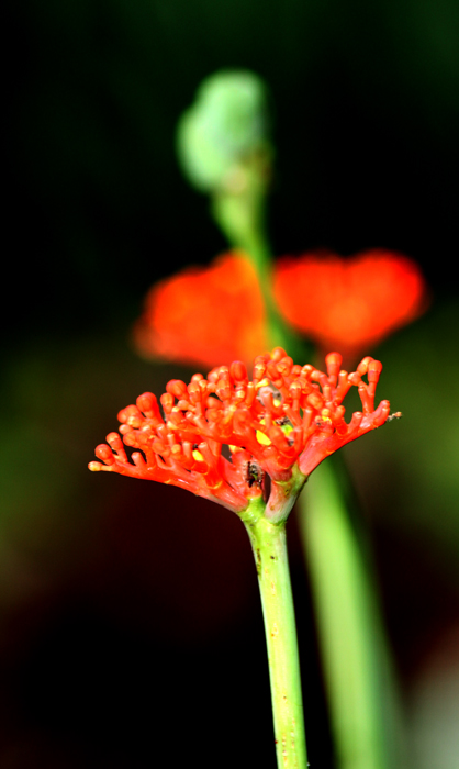  flores peculiares de Hainan 3