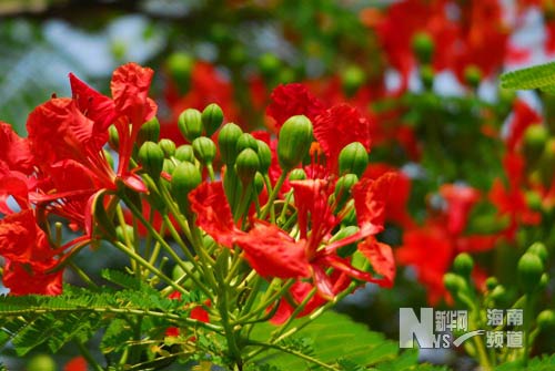  flores peculiares de Hainan 6