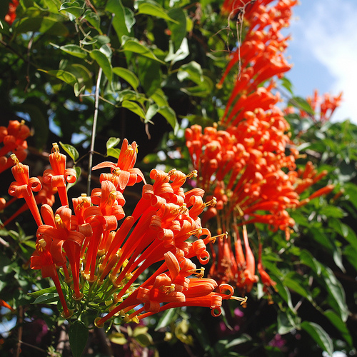  flores peculiares de Hainan 11