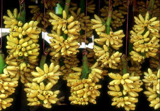 Frutas tropicales de Hainan 7