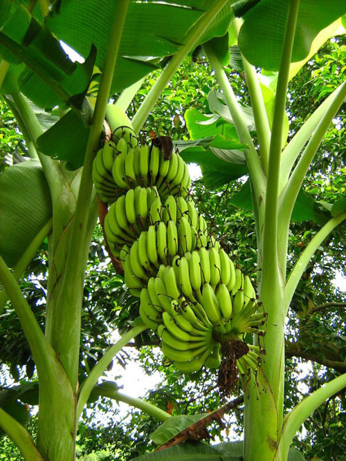 Frutas tropicales de Hainan 3