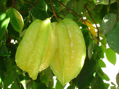 Frutas tropicales de Hainan 5