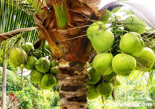 Frutas tropicales de Hainan 11