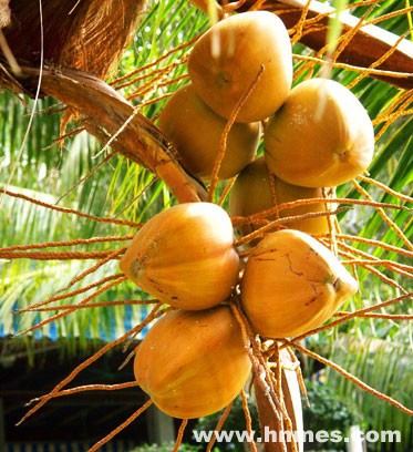 Frutas tropicales de Hainan 12