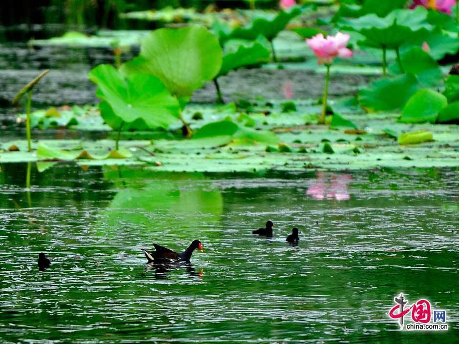 Parque Forestal Olímpico-verde-refresco-turismo-Beijing 13