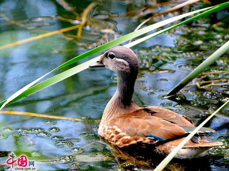 Parque Forestal Olímpico-verde-refresco-turismo-Beijing 14