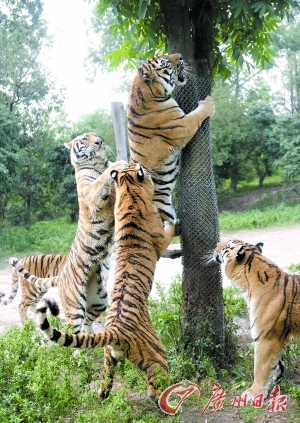 Tigre,El jardinero,China