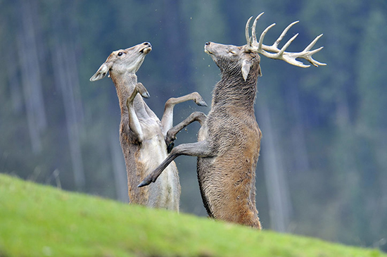 Impresionantes fotografías Veolia naturaleza vida 2