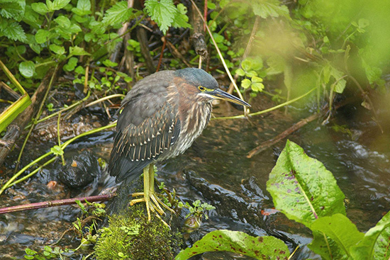 Impresionantes fotografías Veolia naturaleza vida 4