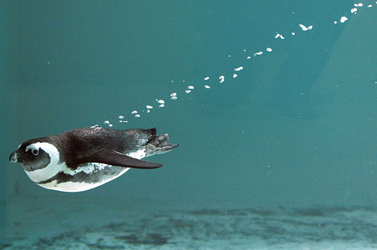 Impresionantes fotografías Veolia naturaleza vida 9