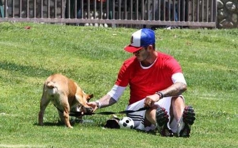 Beckham y su perro favorito