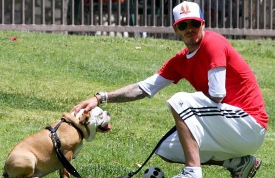 Beckham y su perro favorito