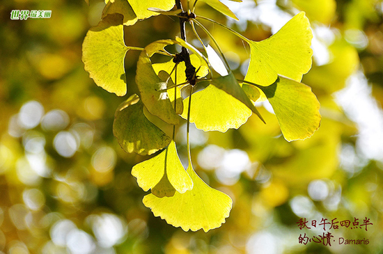 hojas doradas ginkgo fósil viviente 3