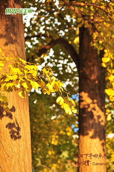 hojas doradas ginkgo fósil viviente 6