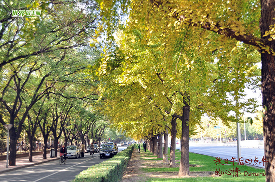 hojas doradas ginkgo fósil viviente 9