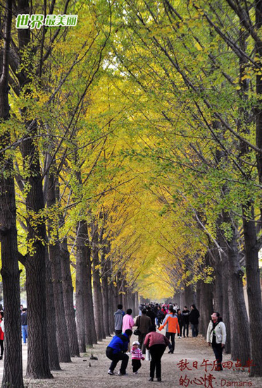 hojas doradas ginkgo fósil viviente 10