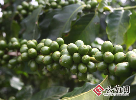 café-Yunnan 2