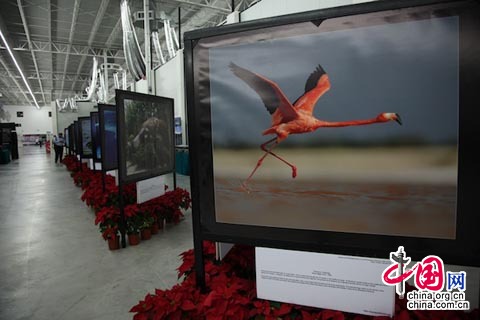 mundo arde centro de exposición Cancún 89