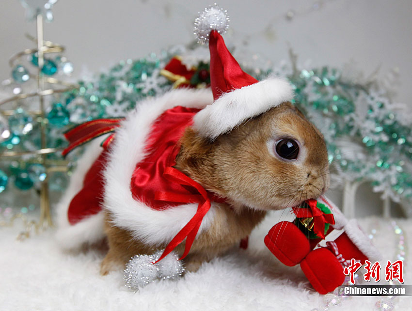muy feliz Navidad para los conejitos 1