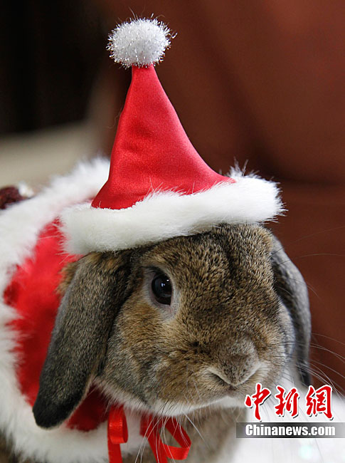 muy feliz Navidad para los conejitos 3