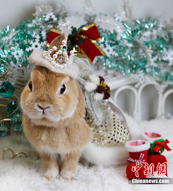 muy feliz Navidad para los conejitos 4