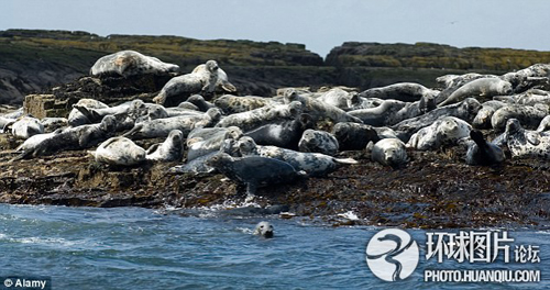 Misteriosas muertes masivas animales mundo 11