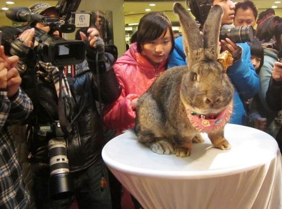 Los conejos más raros y divertidos