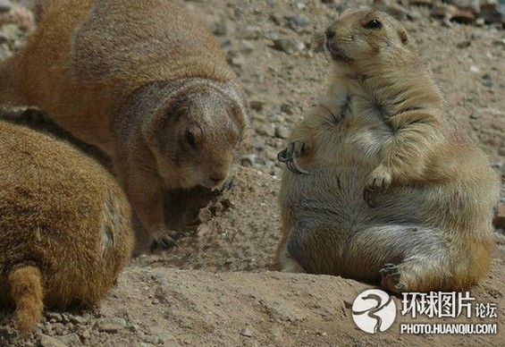 Los animales más gordos del mundo