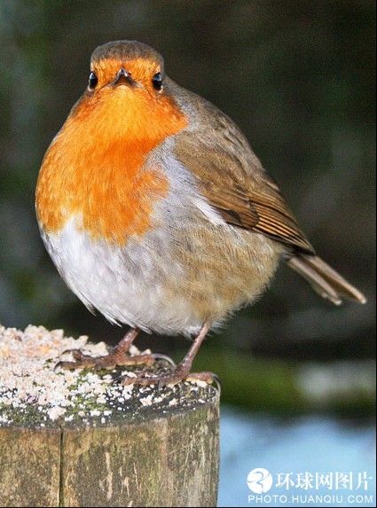 World's fattest animals 5