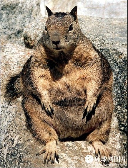 World's fattest animals 10
