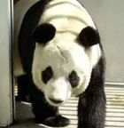 Pandas gigantes mundo 3