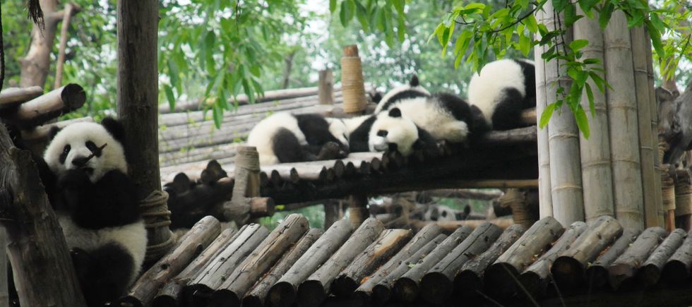 Pandas gigantes mundo 111