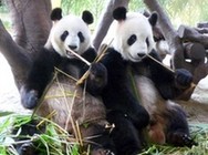 Pandas gigantes mundo 6