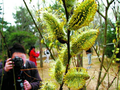 primavera de Pekín 10 lugares salir disfrutarla 11