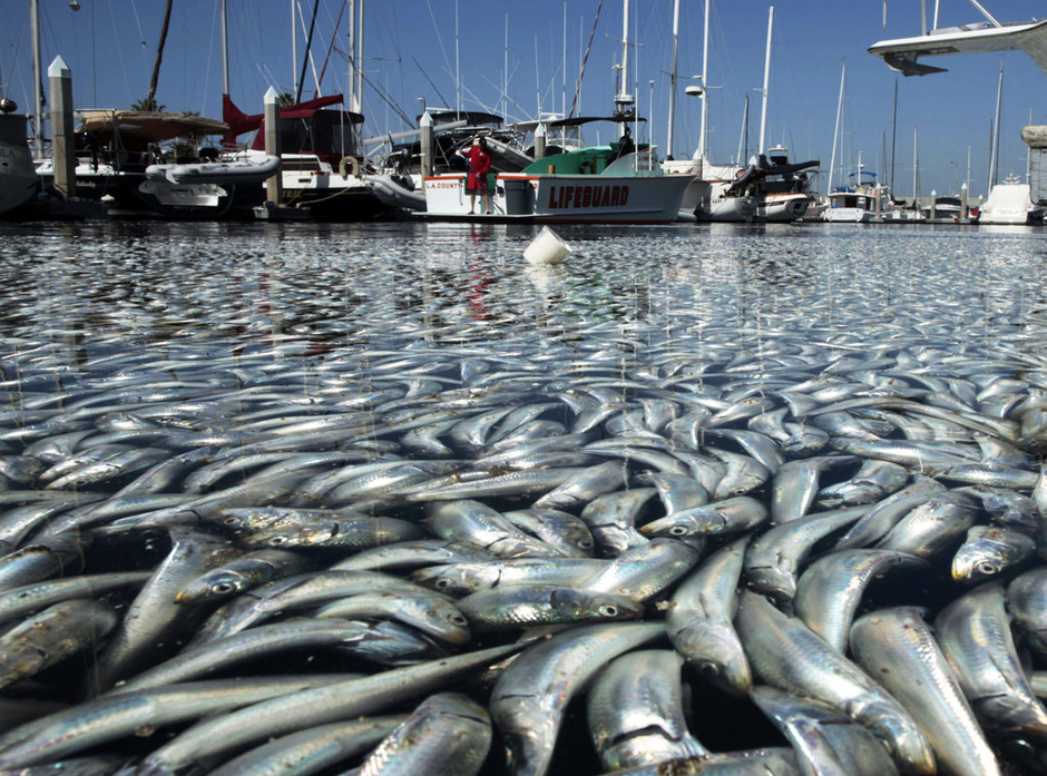 Millones de peces muertos aparecen en la Bahía de California 1