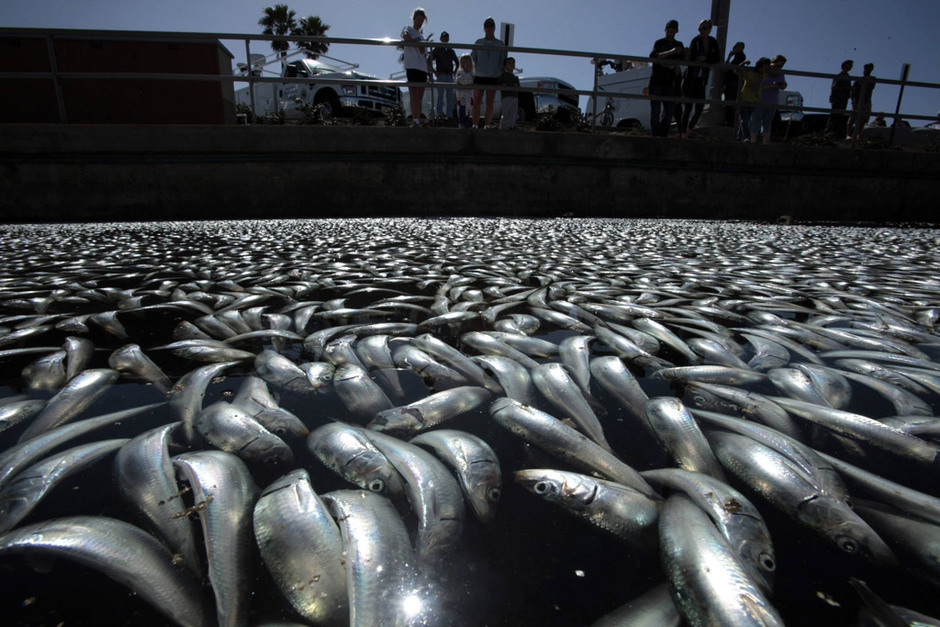 Millones de peces muertos aparecen en la Bahía de California 3