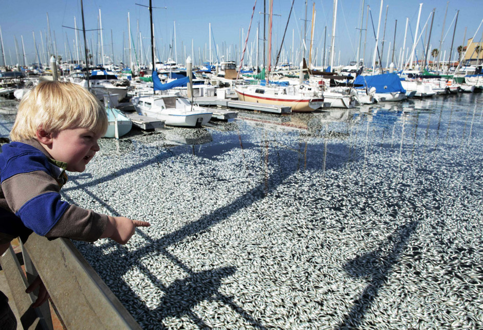 Millones de peces muertos aparecen en la Bahía de California 4